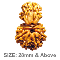 Savar Rudraksha Nepali